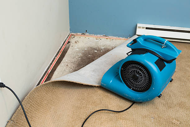 Best Carpet water damage restoration  in Mannington, WV